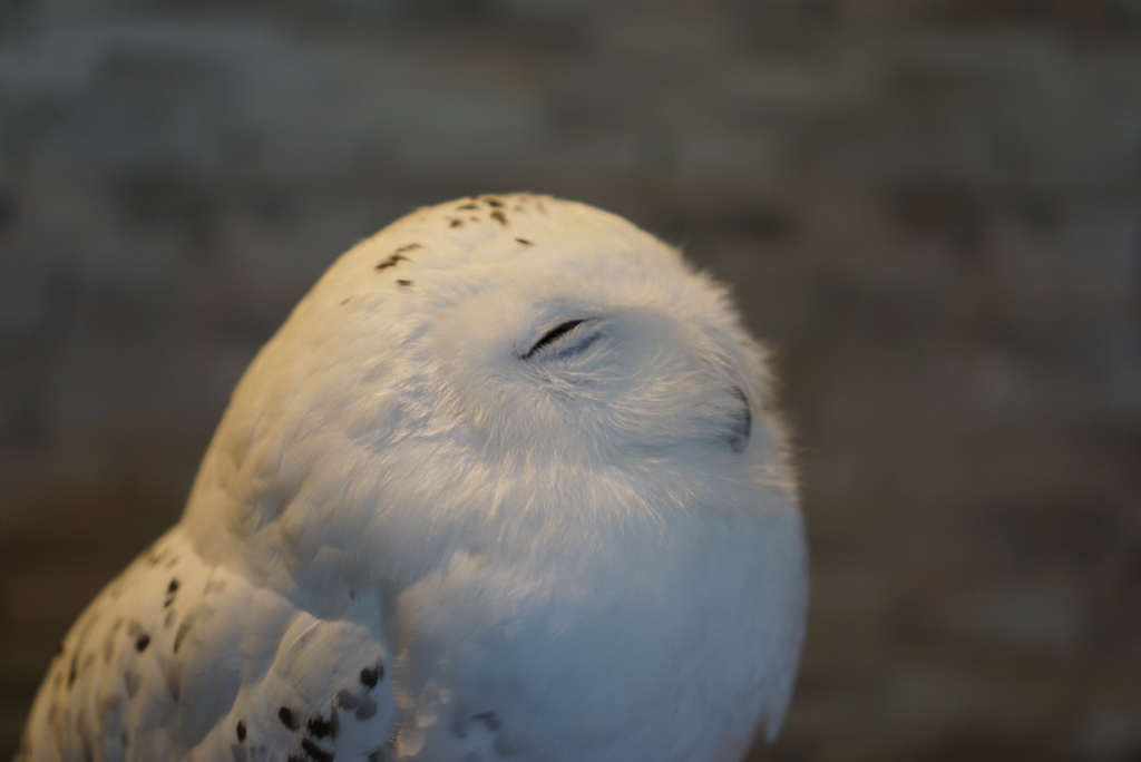 ふくろうカフェ