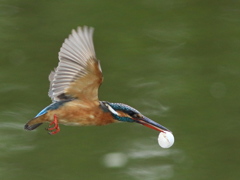 Kingfisher flying with egg (卵殻の殻出し)