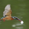 Kingfisher flying with egg (卵殻の殻出し)
