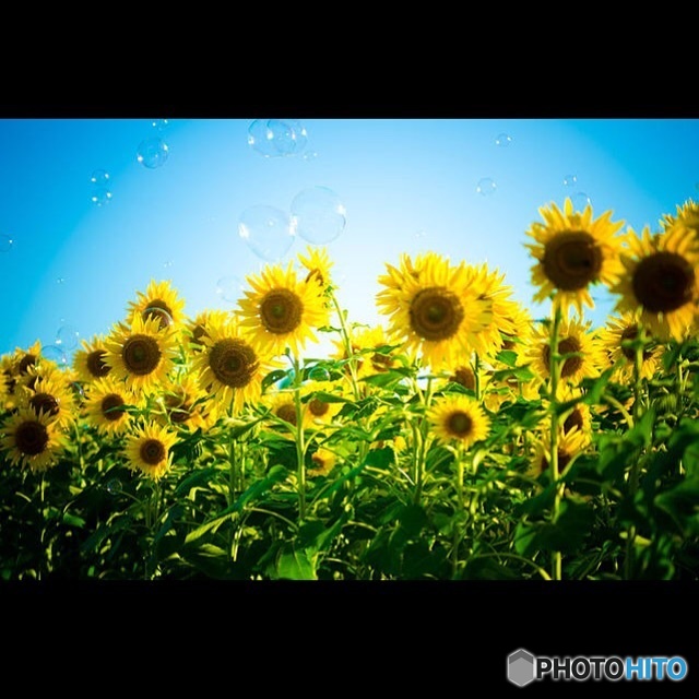 ヒマワリ✖️シャボン玉