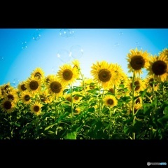 ヒマワリ✖️シャボン玉