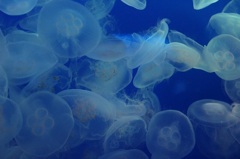 海月