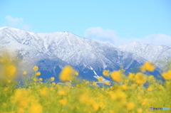 雪化粧した比良山地と菜の花