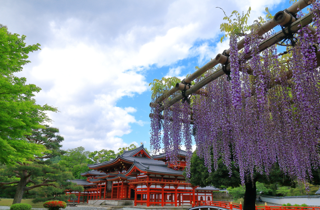 藤の花と平等院
