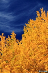 空を彩る黄金色の樹③
