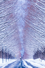 雪化粧したメタセコイア並木