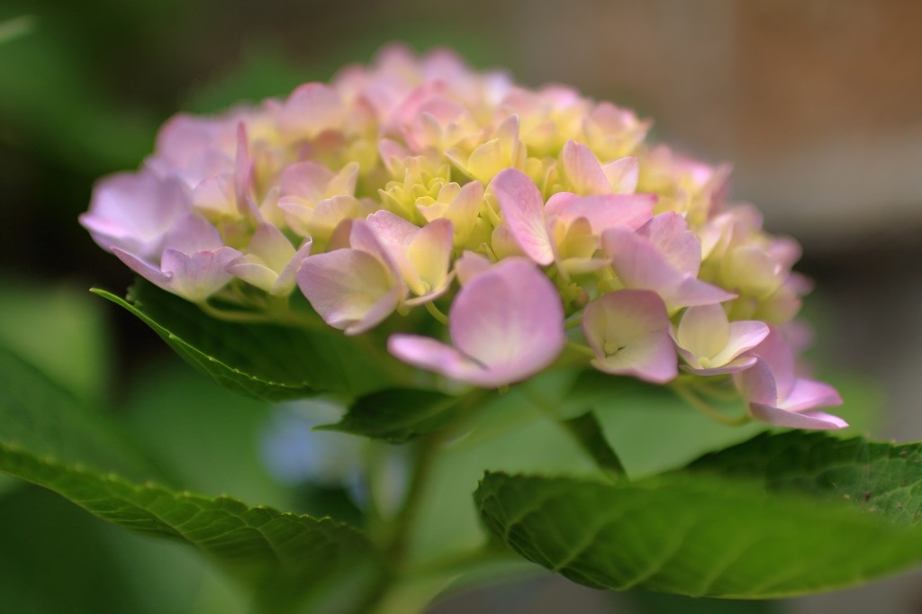 紫陽花の季節