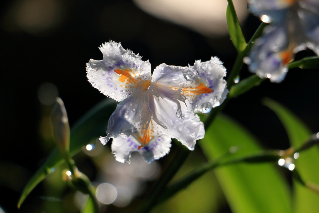 朝陽をあびて輝く花