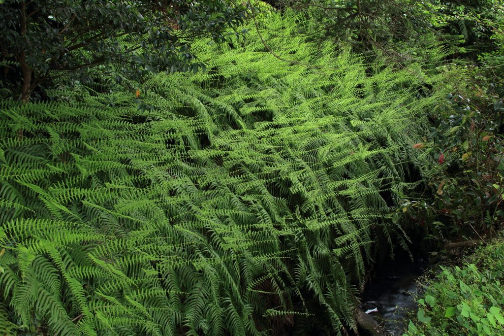 sida green
