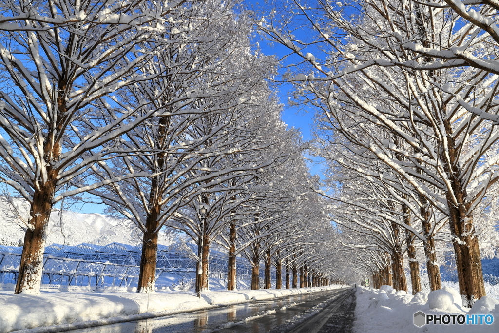 メタセコイア冬景色