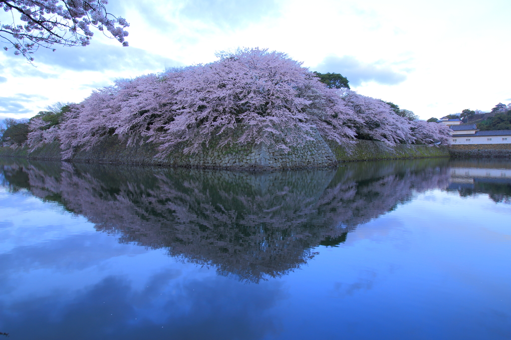 Hikone Castel yume sakura part1
