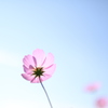 花一輪