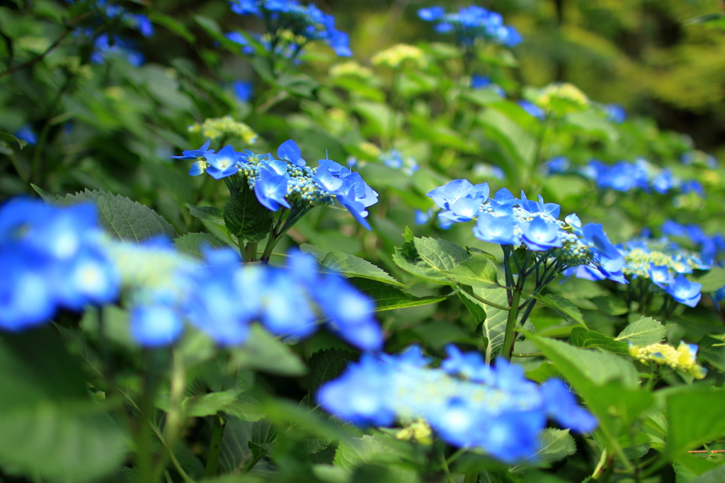 咲きほこる紫陽花