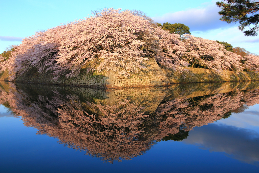 Hikone Castel yume sakura part2
