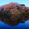 Hikone Castel yume sakura part3