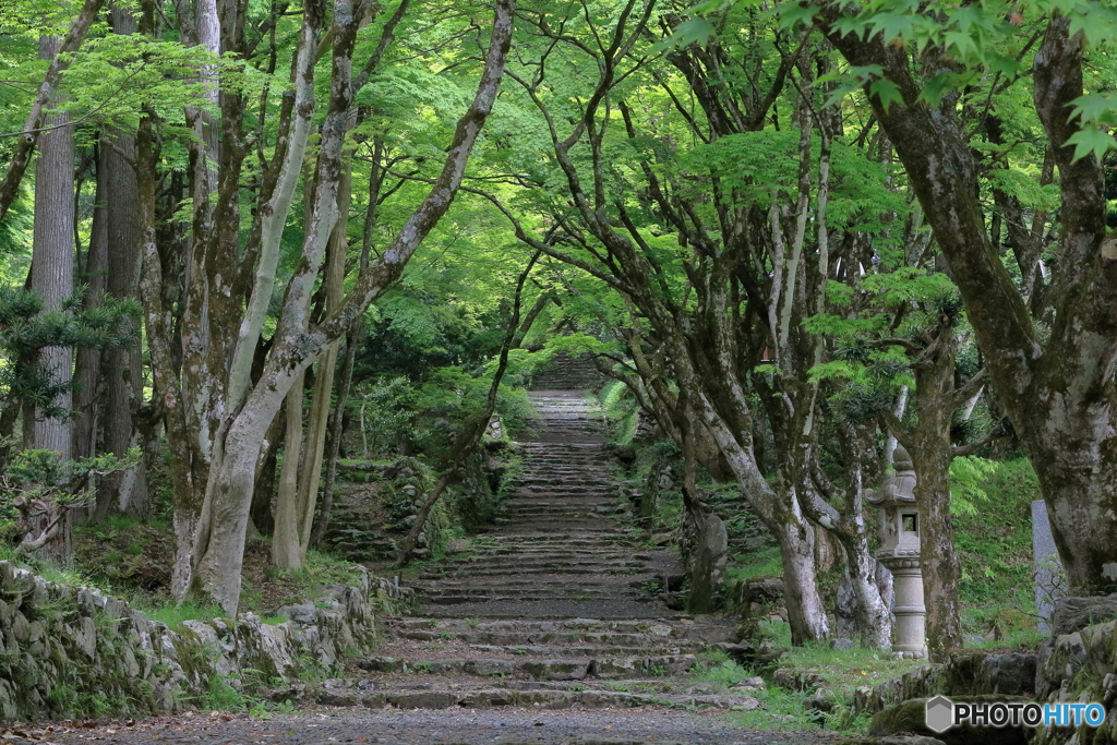 初夏の鶏足寺