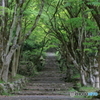 初夏の鶏足寺