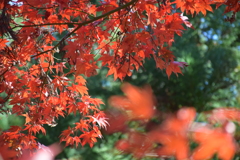 紅葉