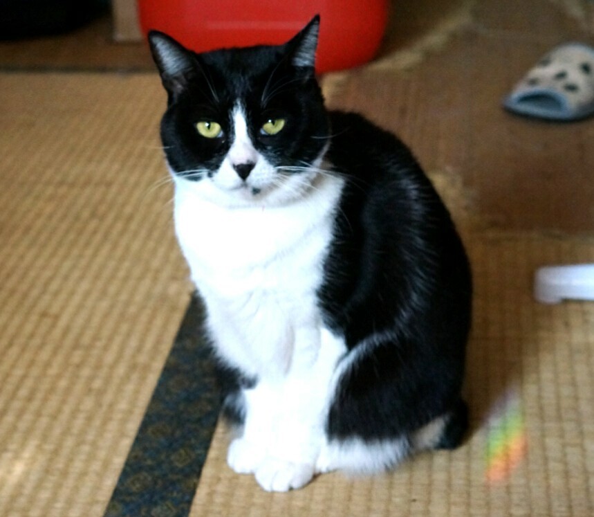 ニャにか？
