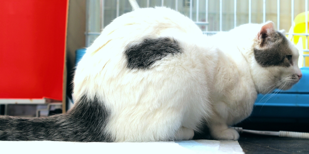 もふ