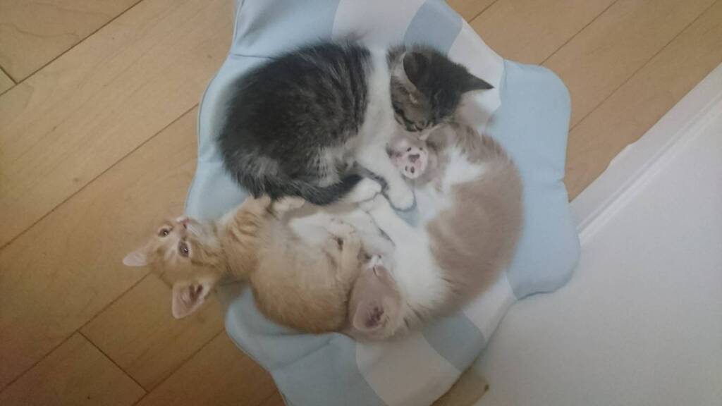 モカと兄妹