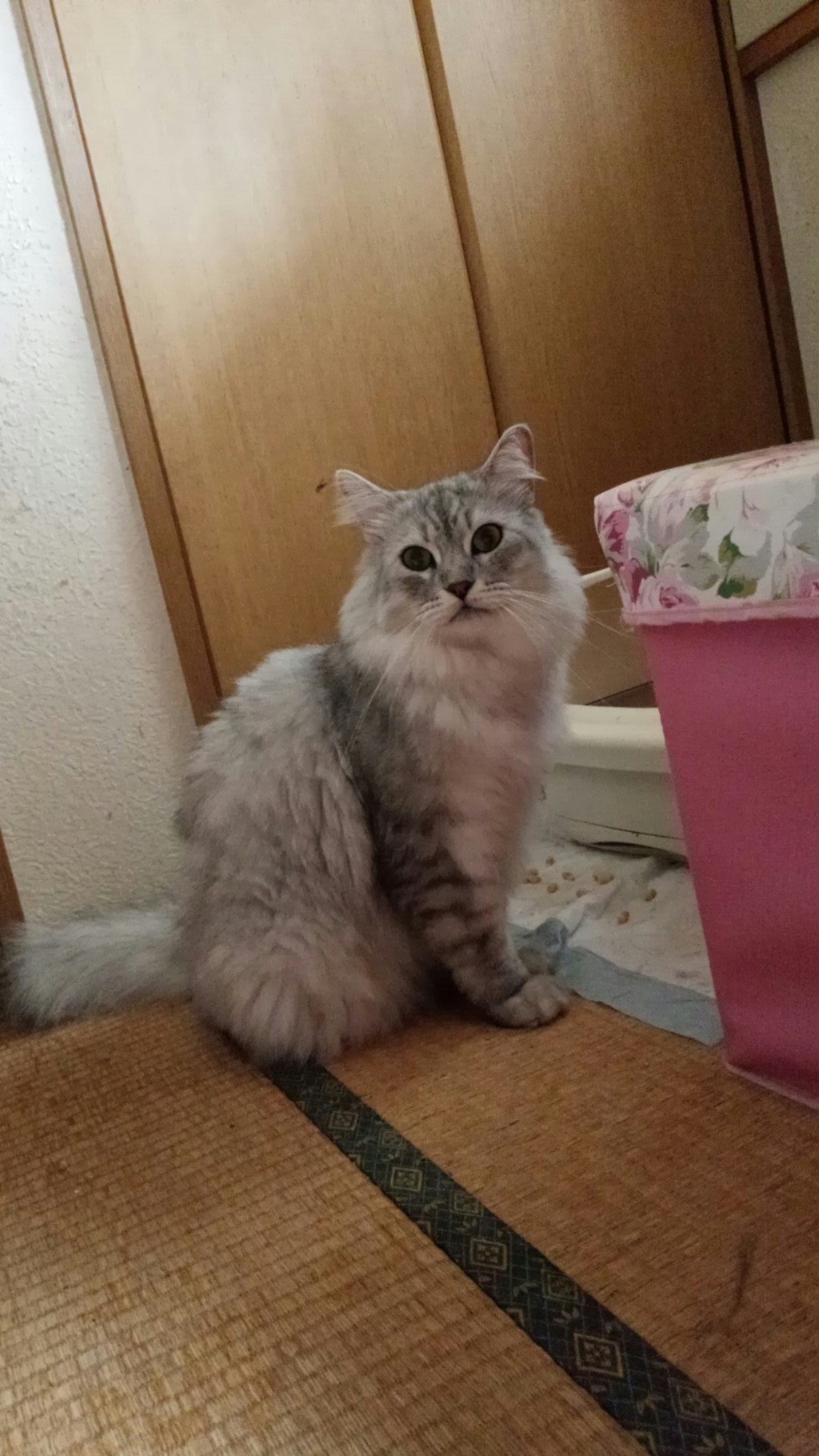ミールクチャン♥