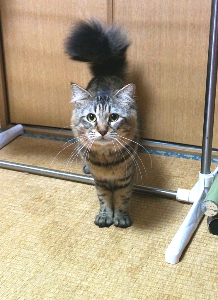 にゃーーーーん