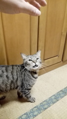 撫でてよぉー