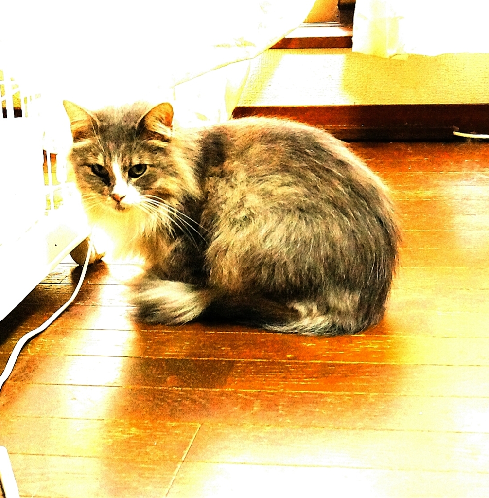 バジル？なにみてるの？