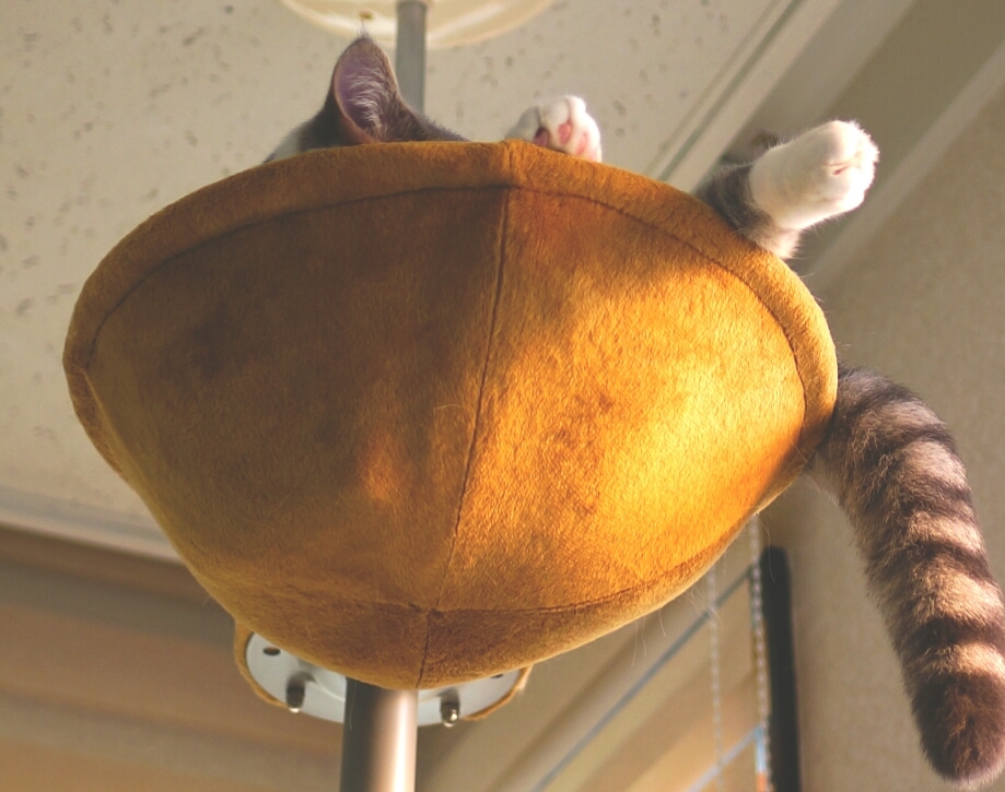 また寝ちゃった