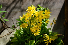 庭の花