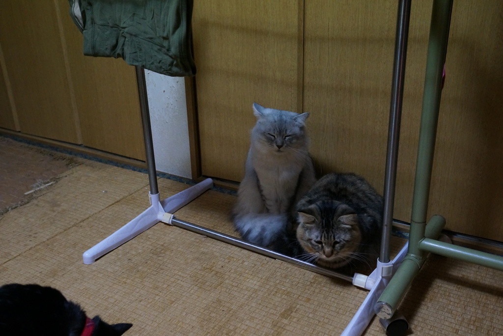 ニャンと！