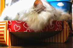 ほわほわ～気持ちよさそ