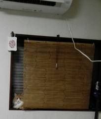 ジロリンチョ