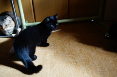 大雅くん