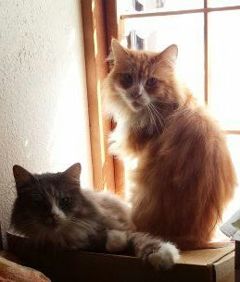 ノルウェージャンフォレストキャット兄弟？