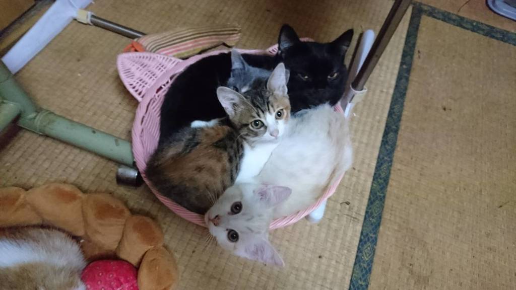 ぎゅうぎゅう