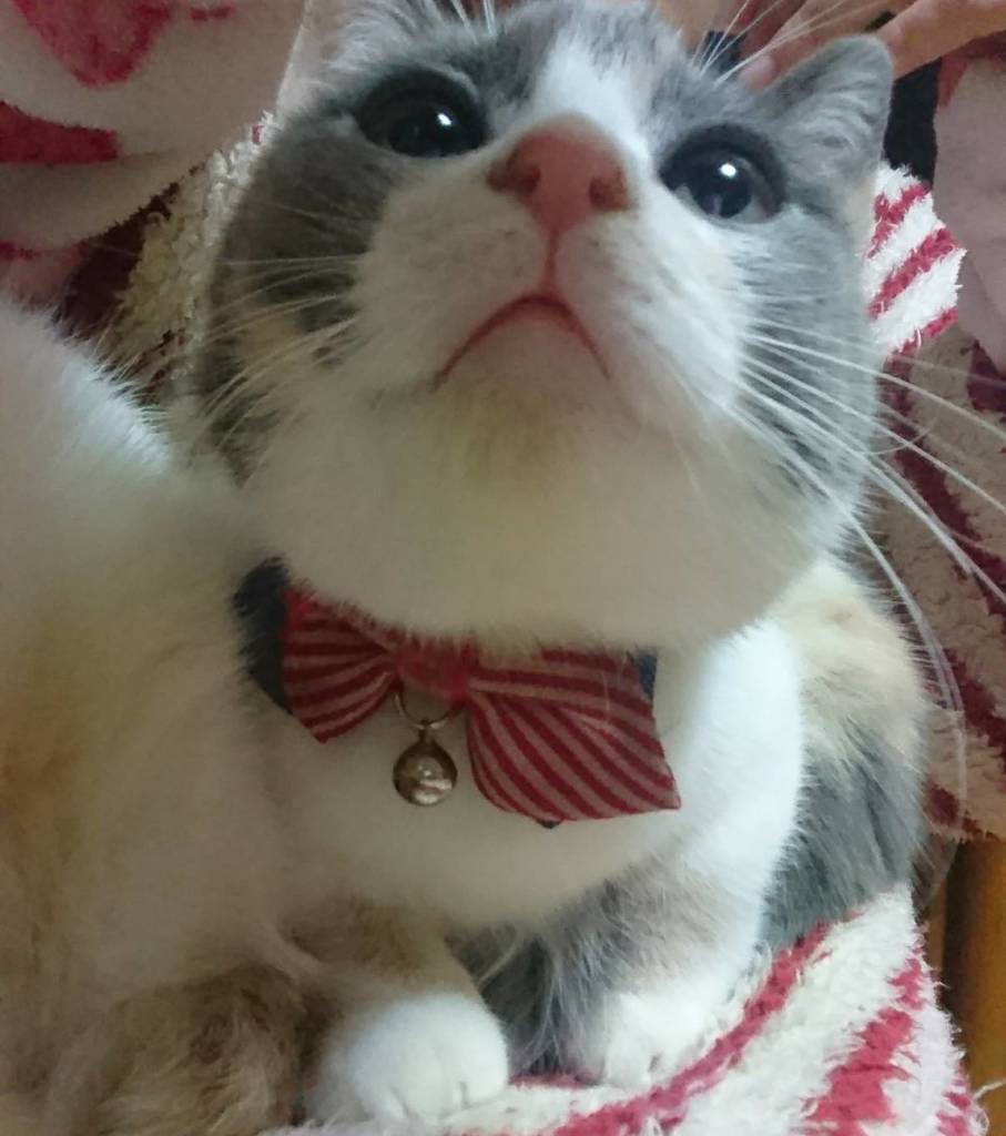 にゃににゃに