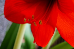 庭の花①