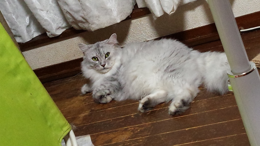 警戒の眼差し