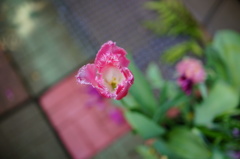 庭の花