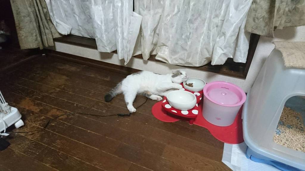 ゴシゴシ
