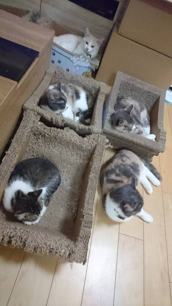 せいれーつ