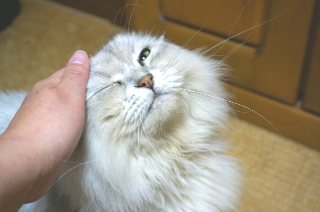 にゃでにゃで嬉しいにゃァ