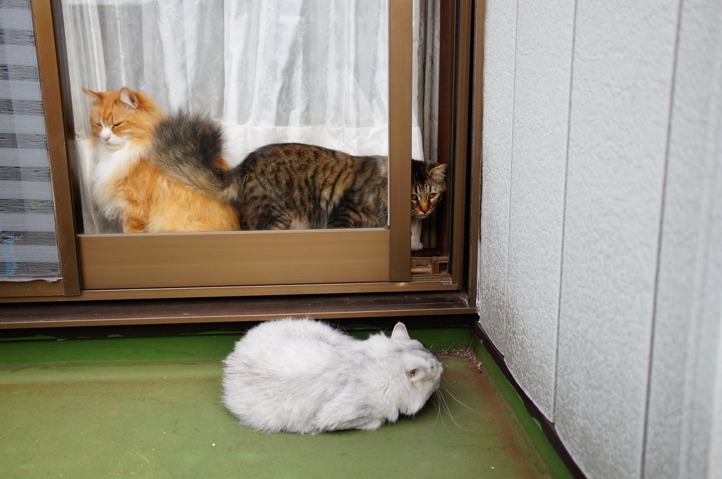 またまた出遅れにゃんこ