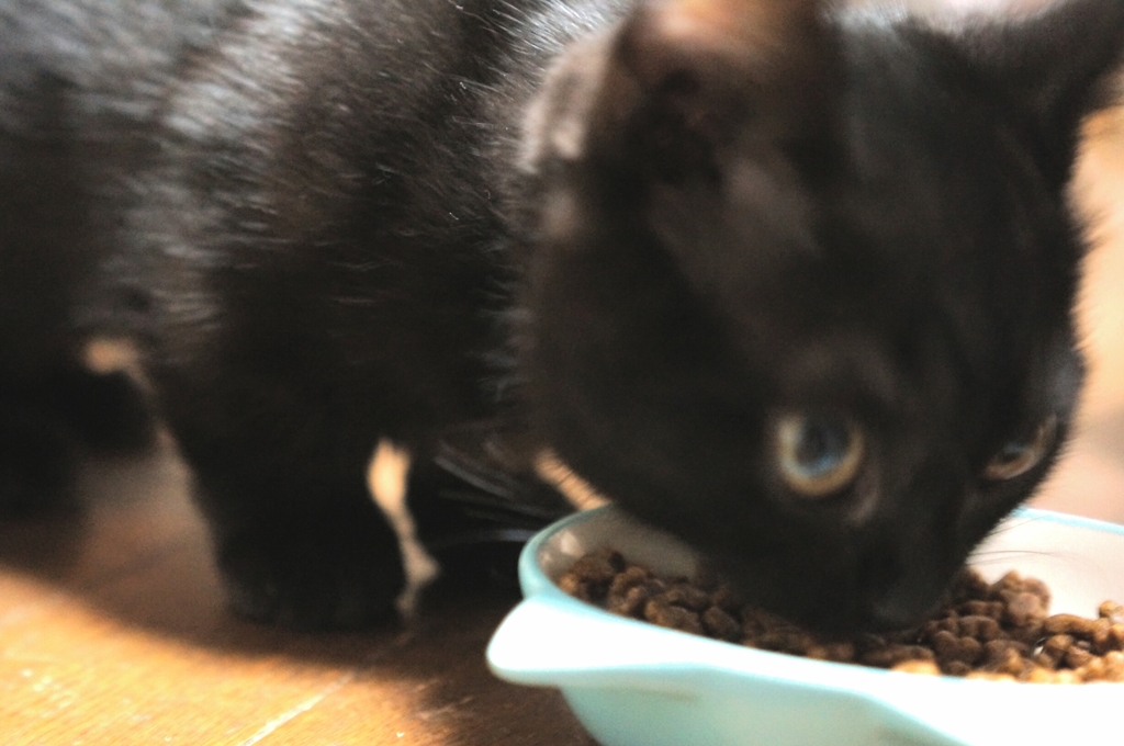 ガツガツっ！！