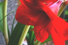 庭の花②