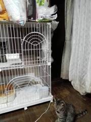 ゲージクライマー