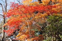 上野公園の紅葉