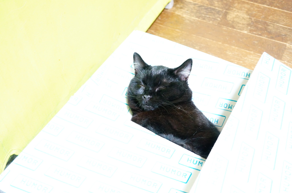 Zzz…(*´～｀*)｡o○ ﾑﾆｬﾑﾆｬ